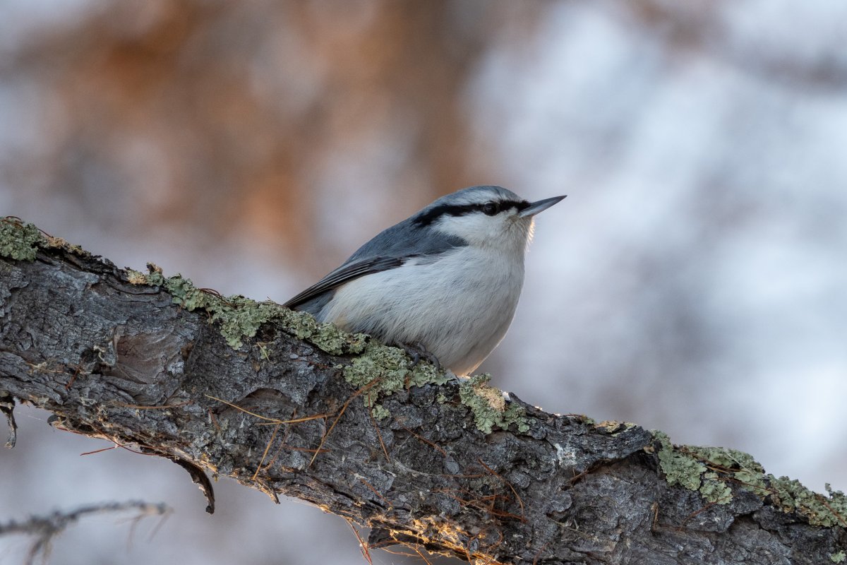 Поползень Перелетная птица