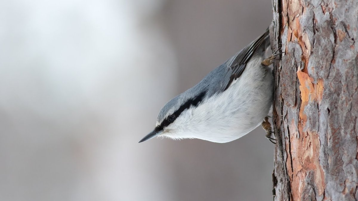 Поползень птица на белом фоне