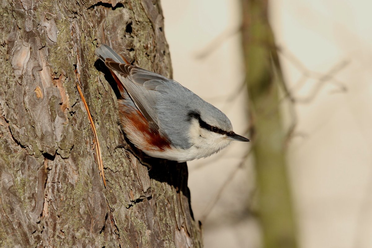 Поползень Пржевальского