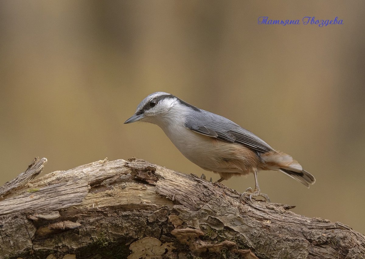 Поползень птица