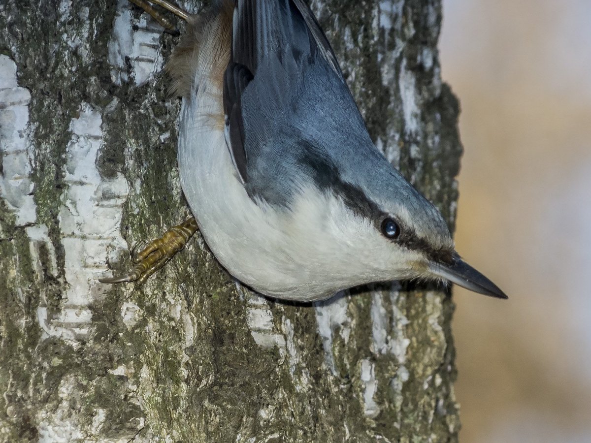 Поползень Нора