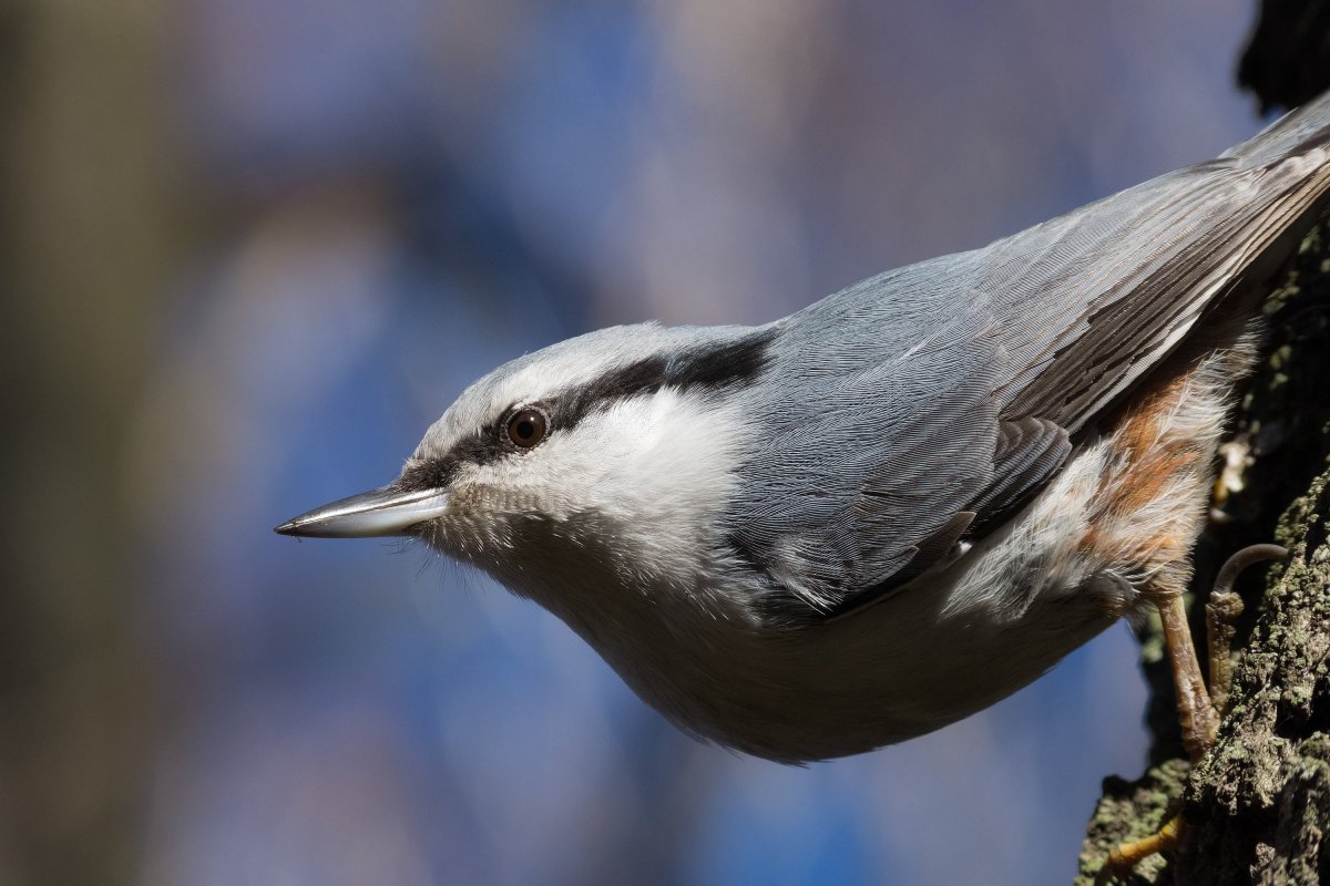 Поползень в полете
