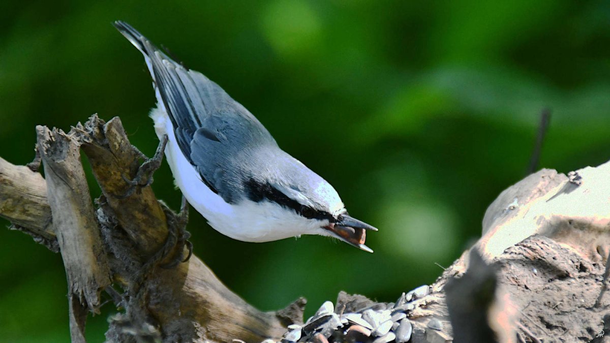 Зимующие птицы поползень