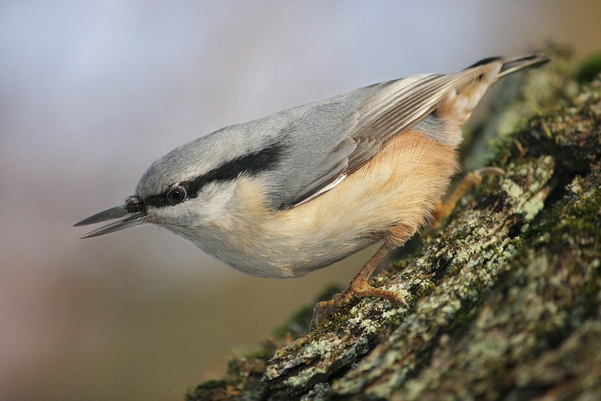 Поползень обои