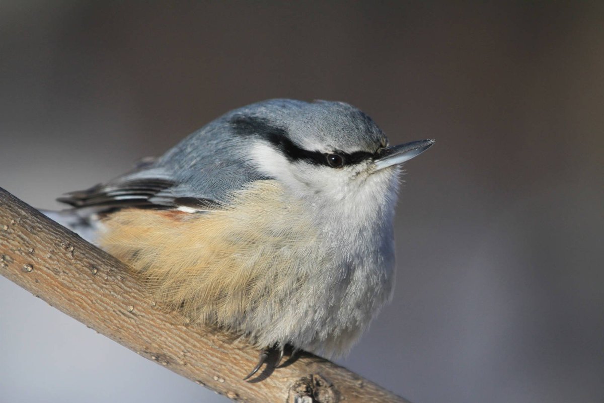 Поползень птица в Североуральске
