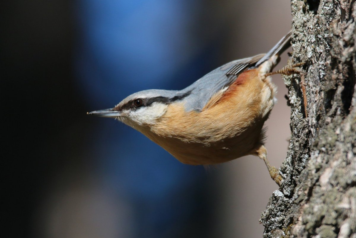 Обыкновенный поползень самец