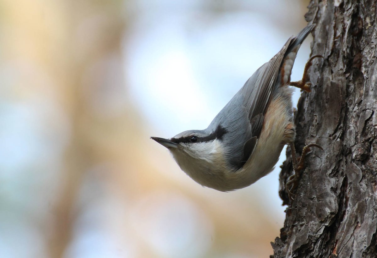 Чернолобый поползень