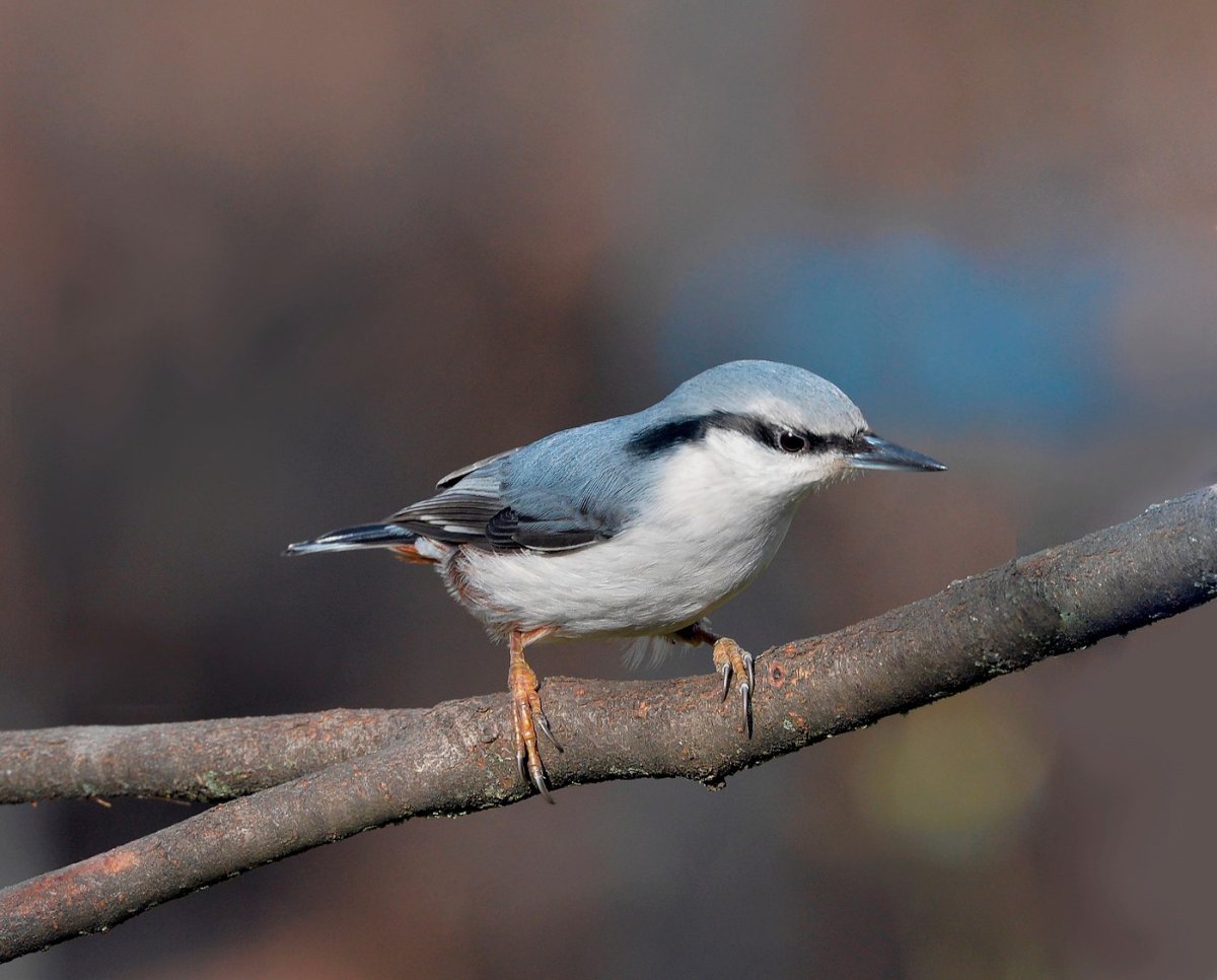 Поползень Перелетная птица