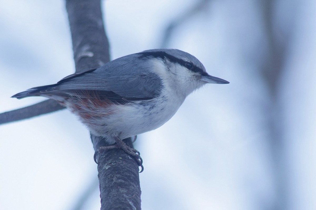 Синица поползень