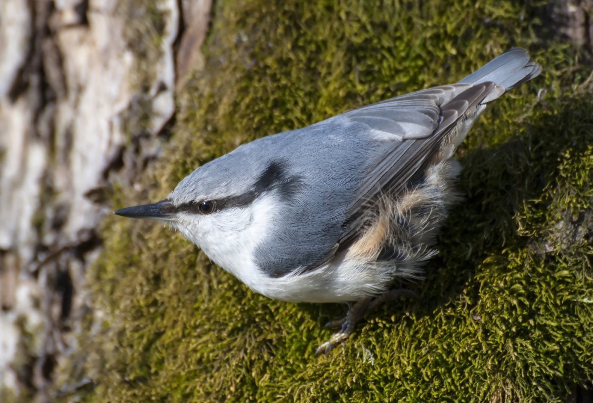 Поползень Пржевальского