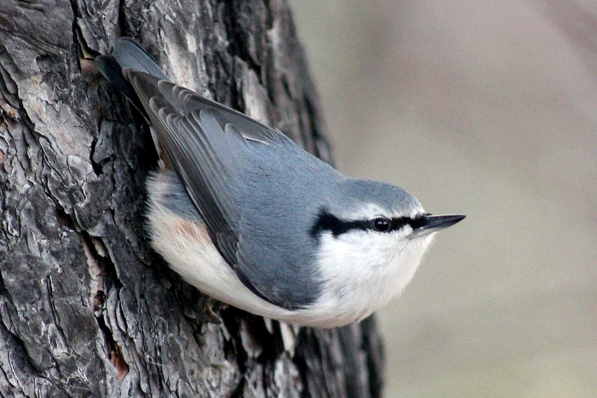 Поползень синица серая