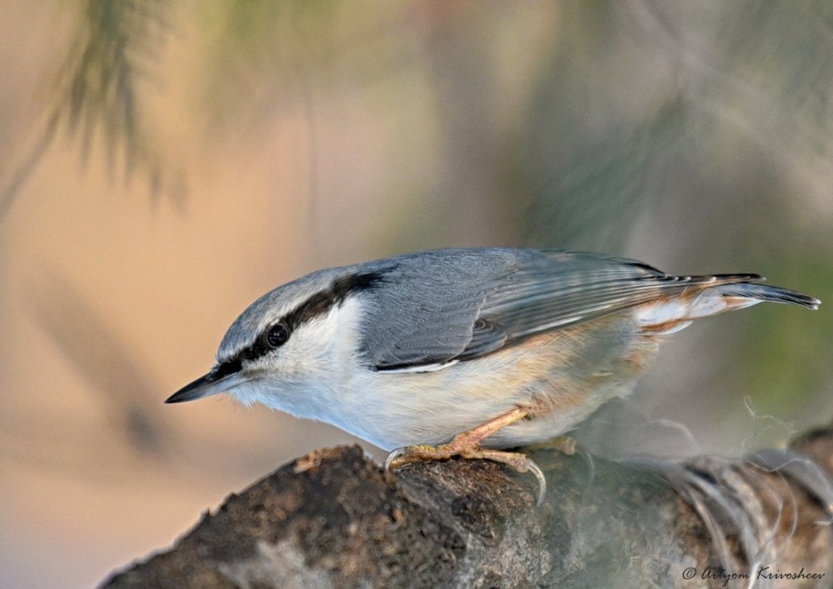 Как ты думаешь что запасают на зиму полевка поползень белка