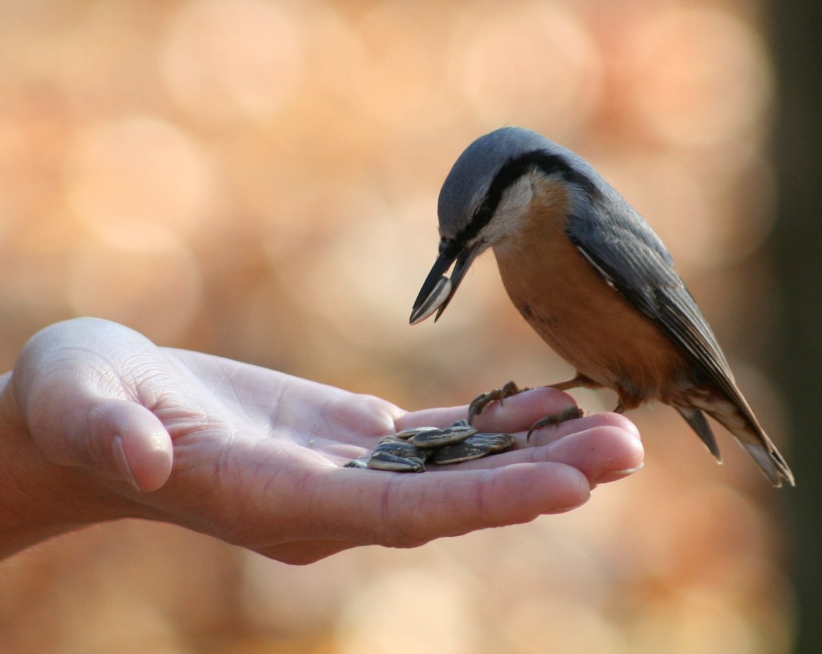 Поползень черноголовый поползень