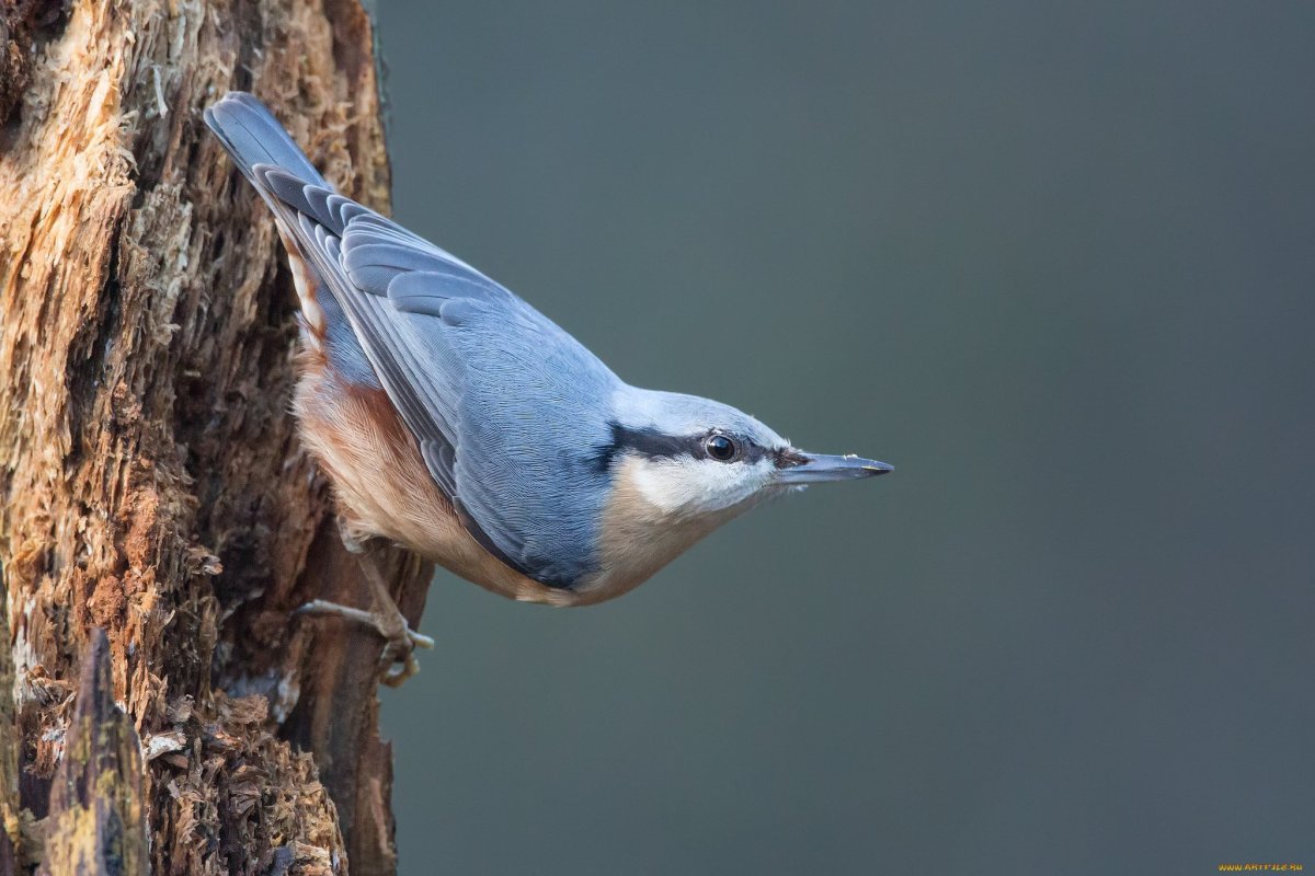 Обыкновенный поползень самец