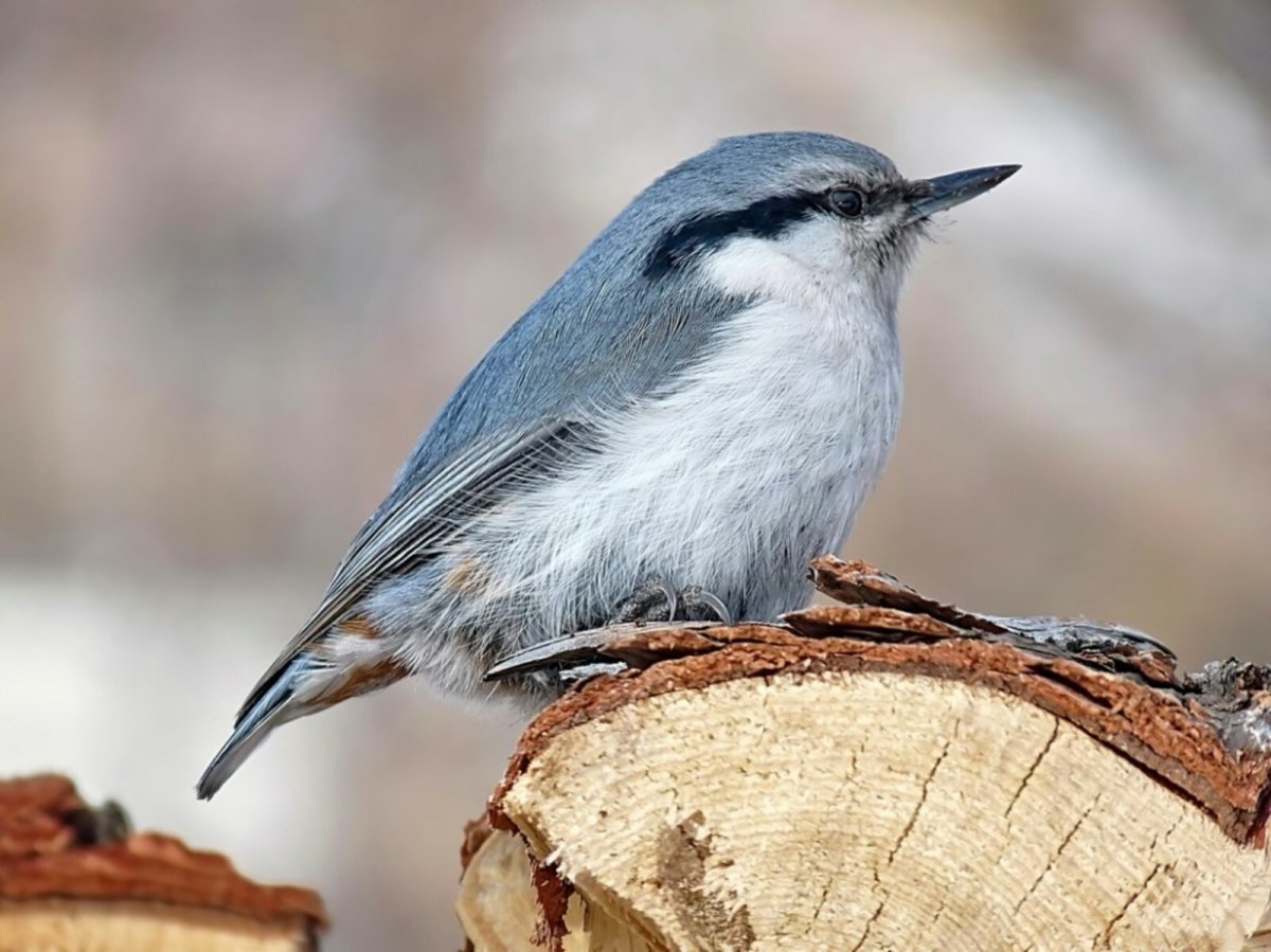 Черноголовый поползень