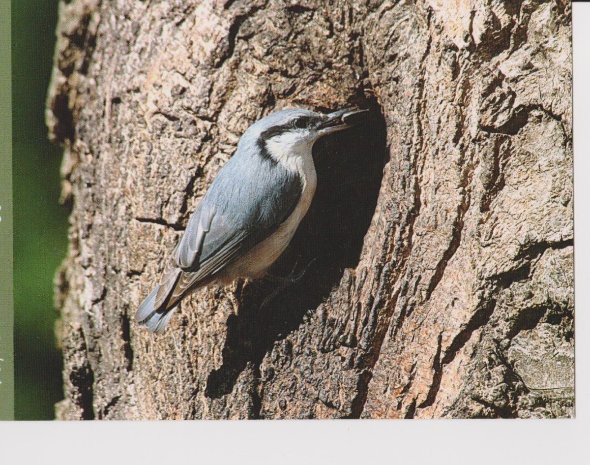 Поползень на прозрачном фоне