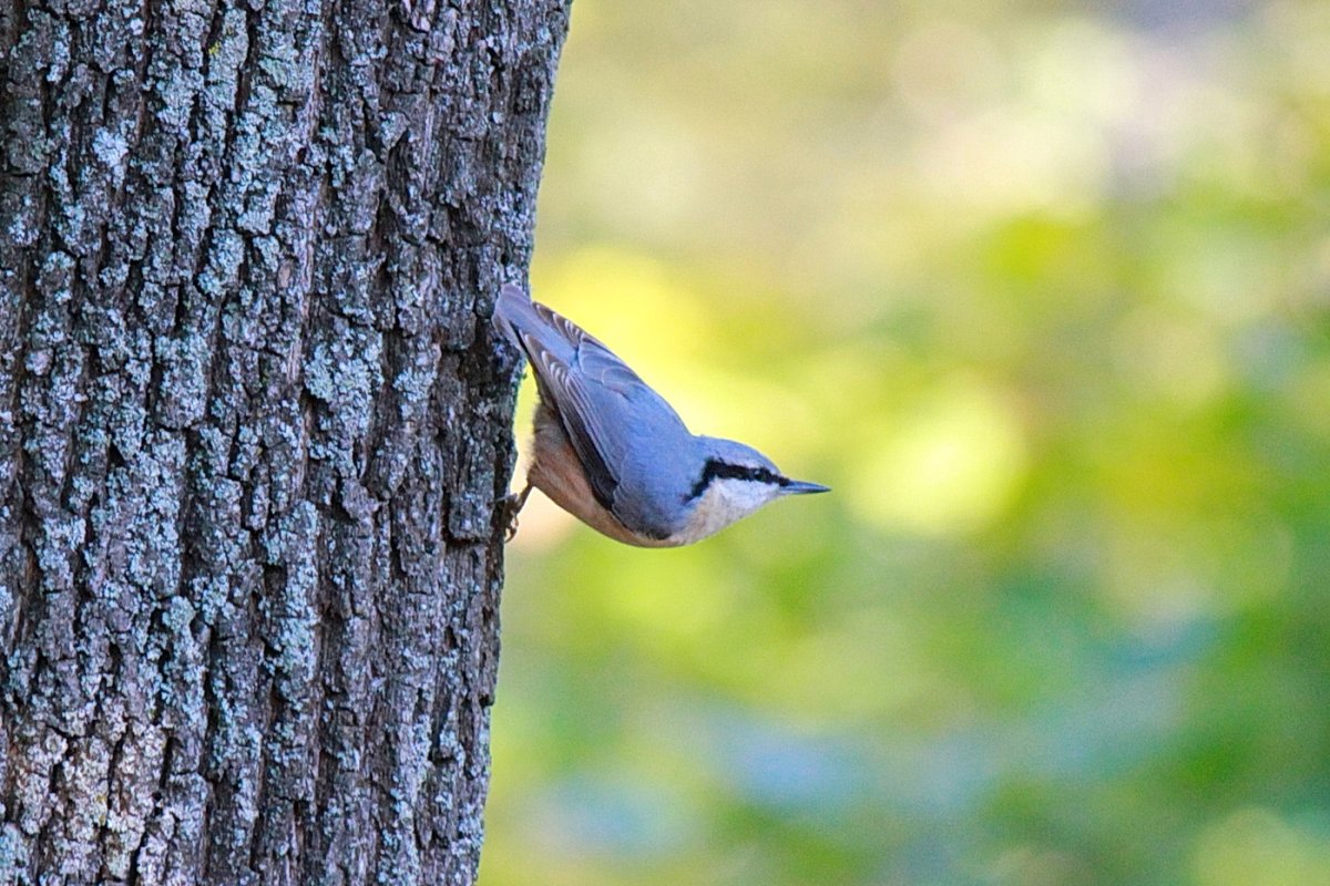 Белогрудый поползень