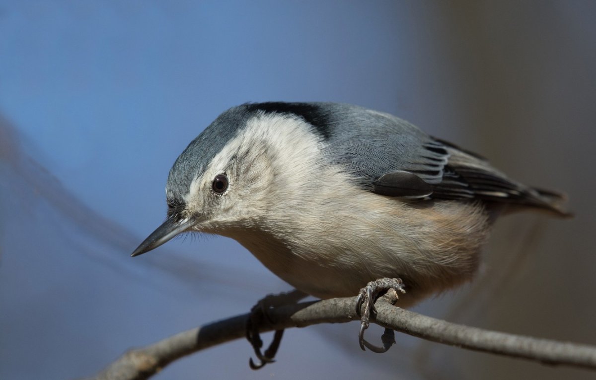 Поползень Европейский