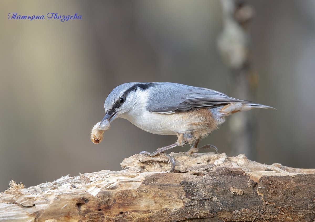 Поползень птица