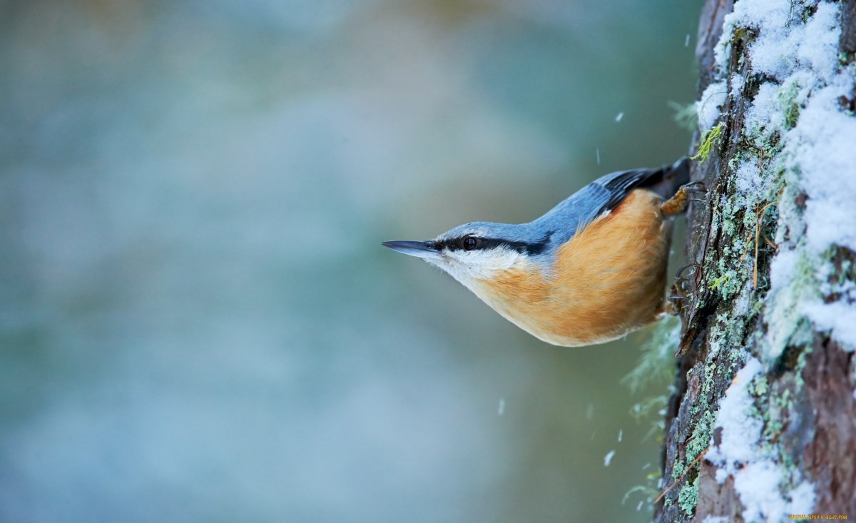 Поползень Пржевальского