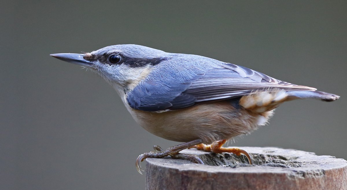 Обыкновенный поползень