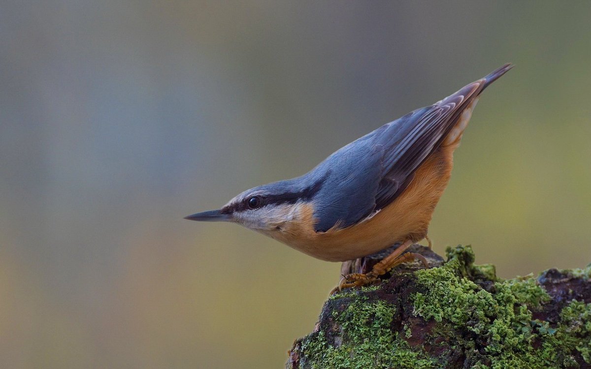 Буроголовый поползень