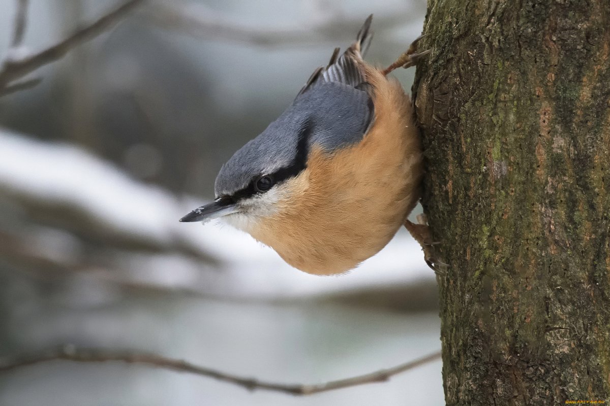Поползень Перелетная птица