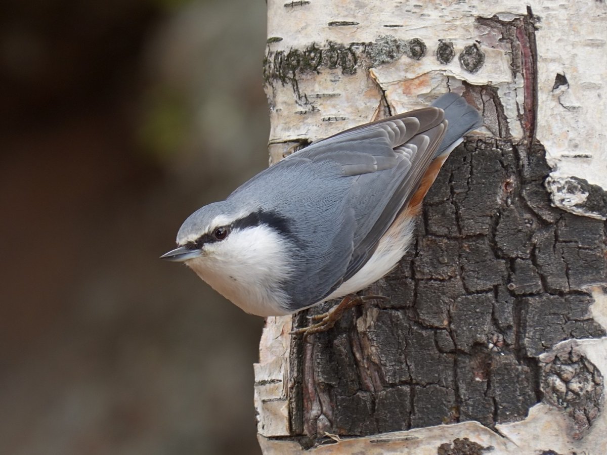 Поползень в природе