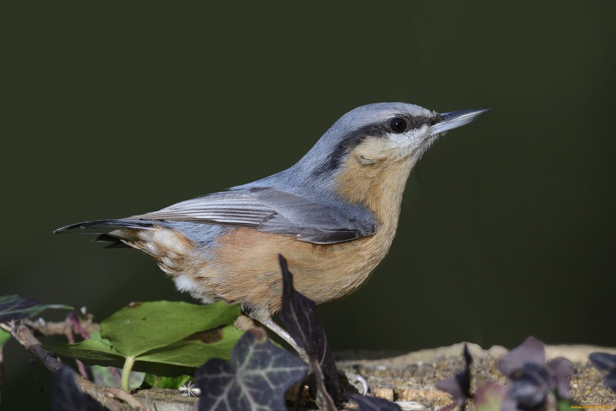 Поползень обыкновенный самка