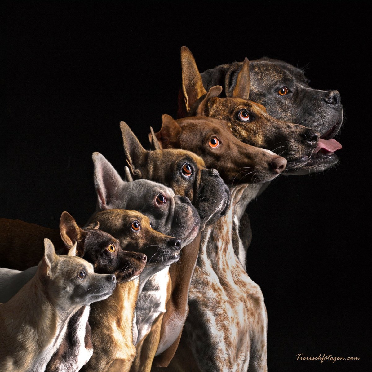 Чихуахуа и большая собака