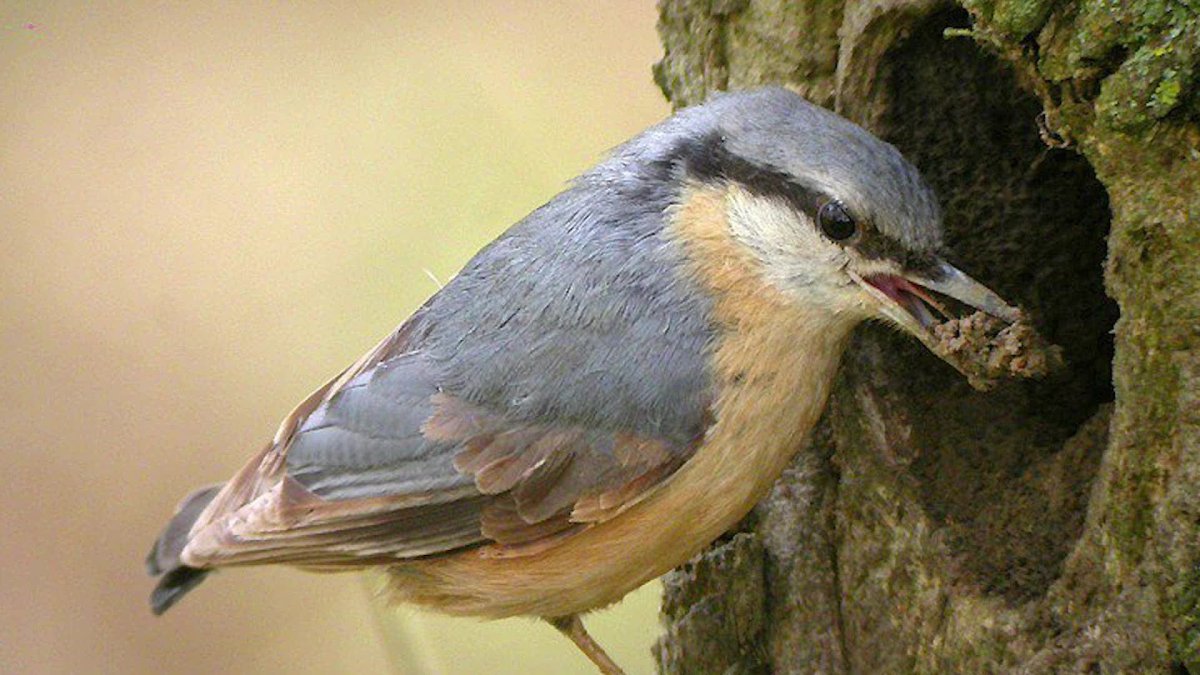 Синица поползень