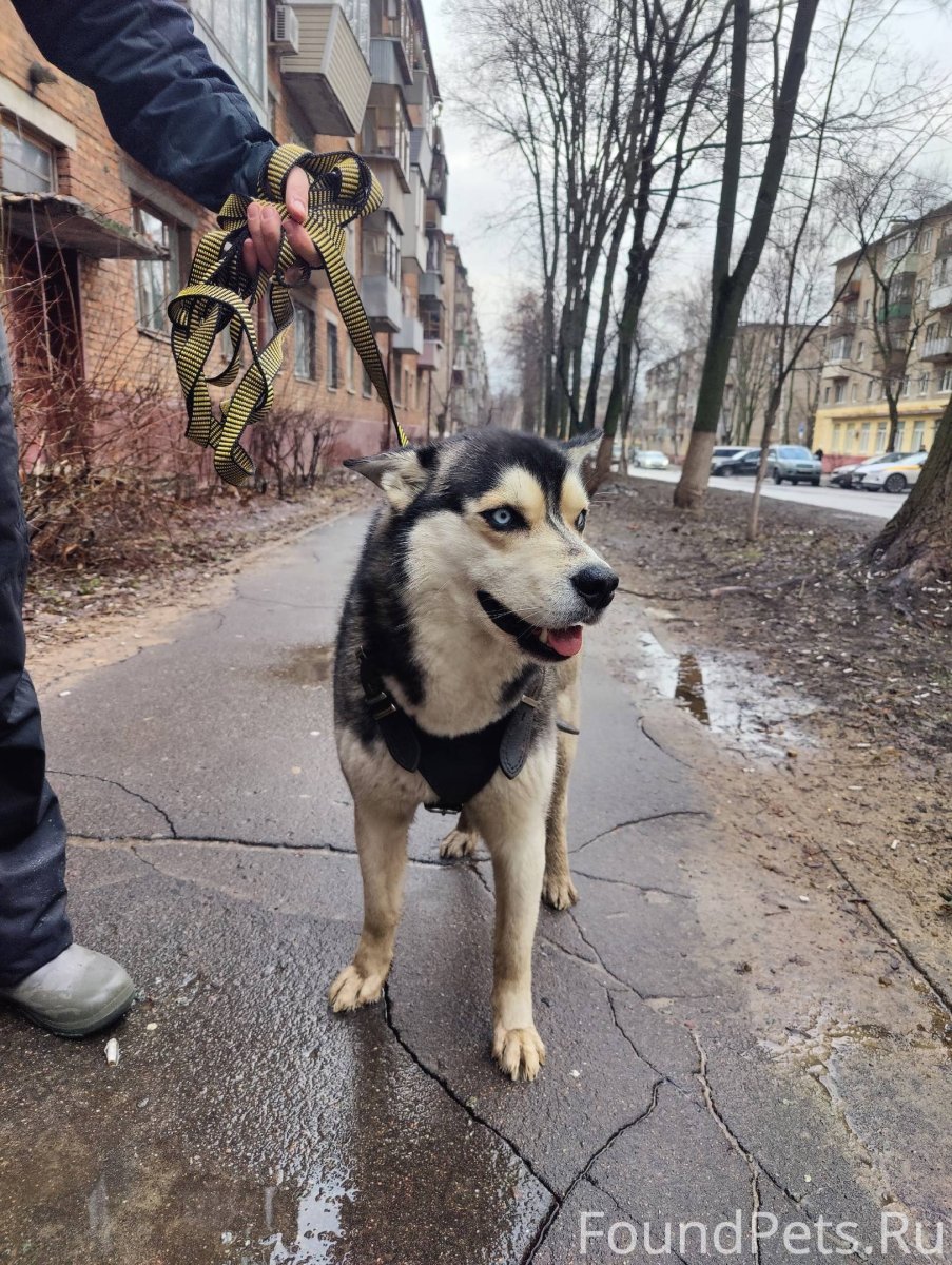 Иконки для актуального собака