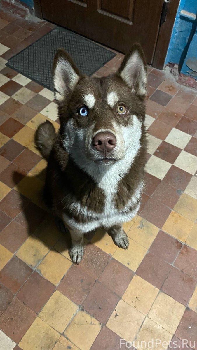 12 Опасных пород собак список