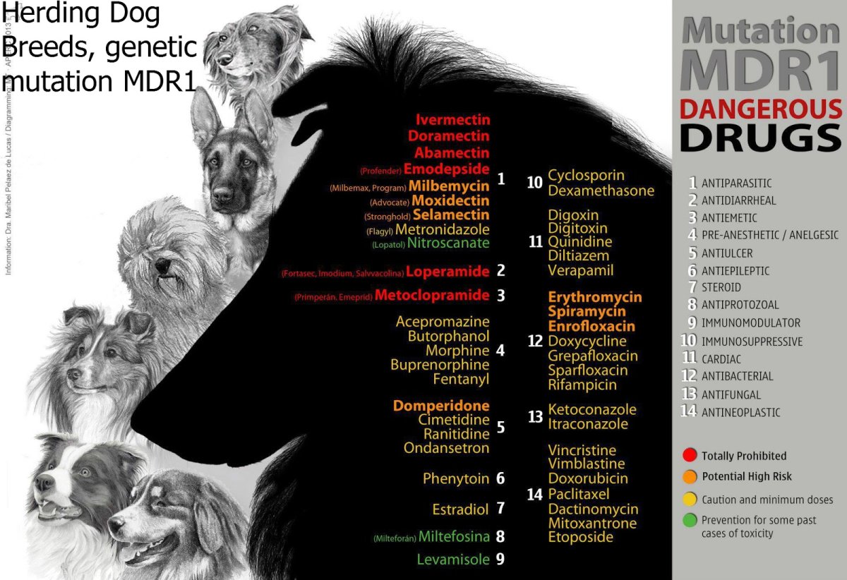 Питбуль запрещенный окрас
