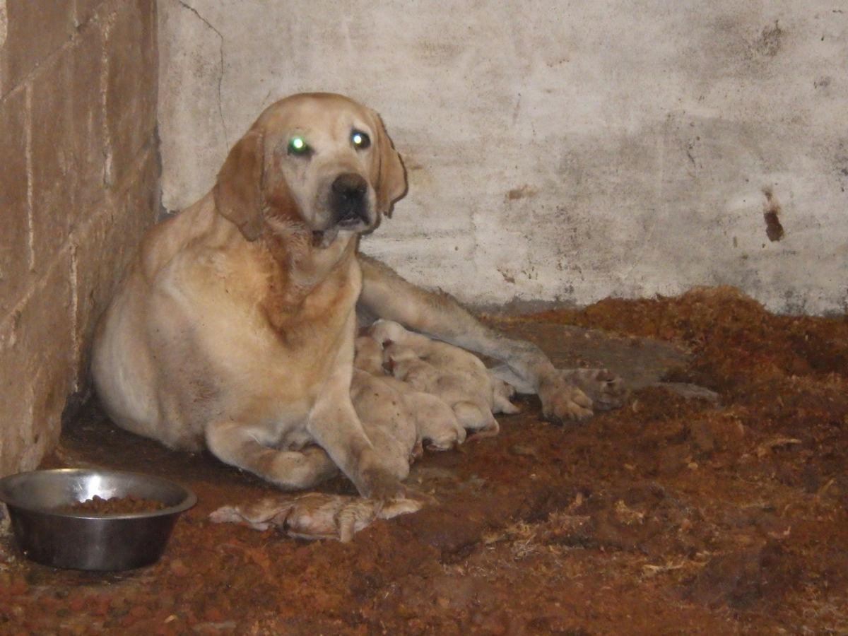 Албанский питбуль Мерль