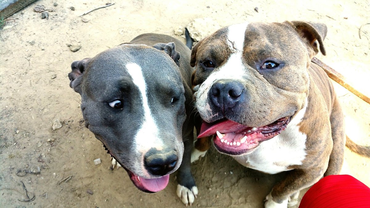 Цветовые мутации собак