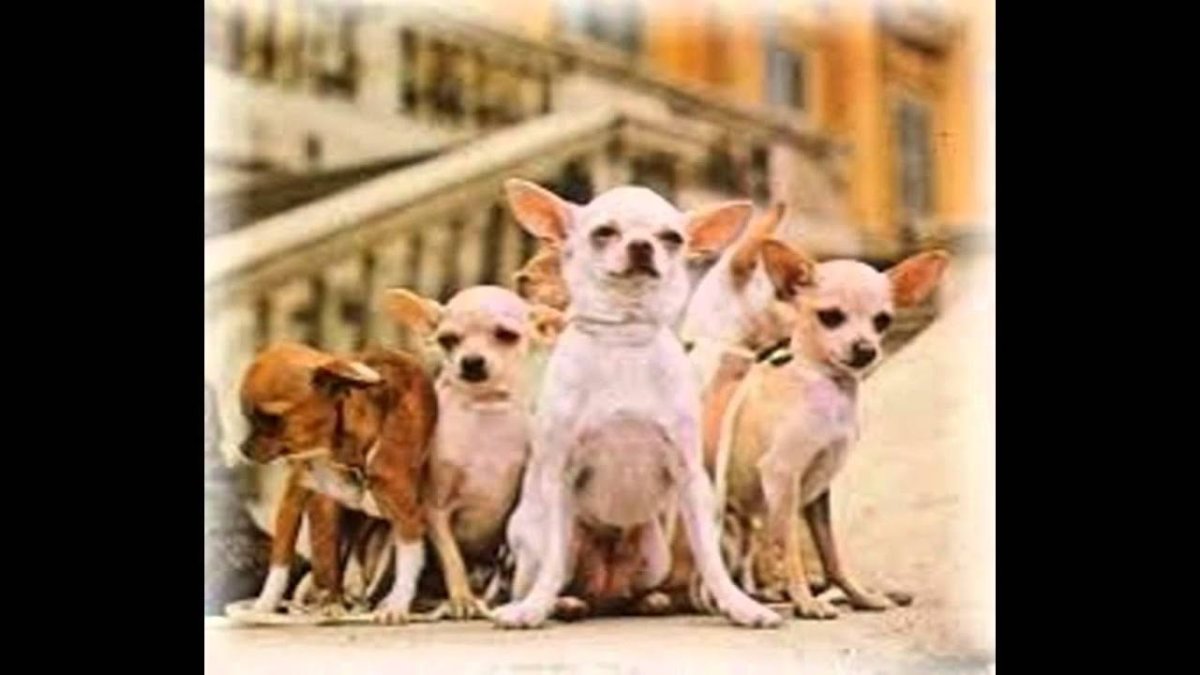 Суровая овчарка