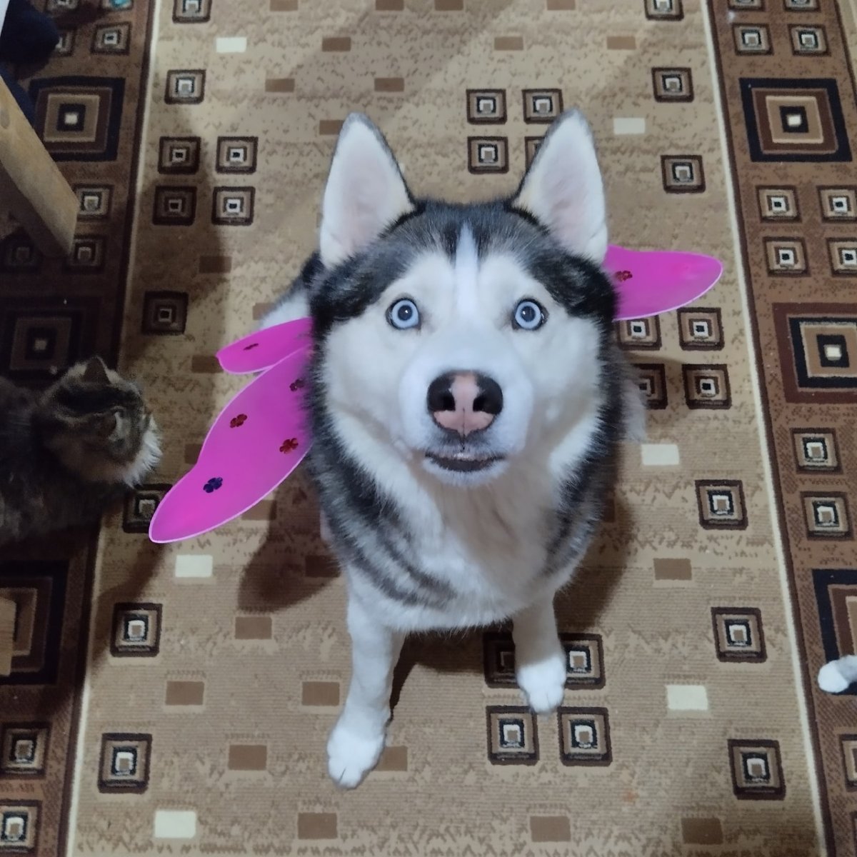 С животными запрещено знак