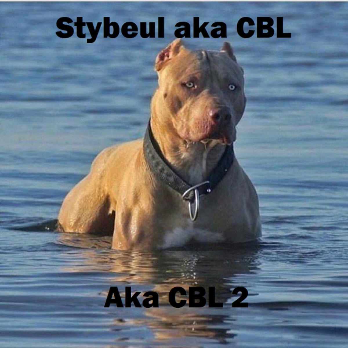 Питбуль певец