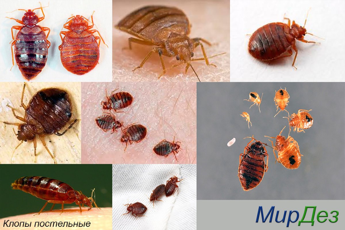Блохи кровососущие насекомые