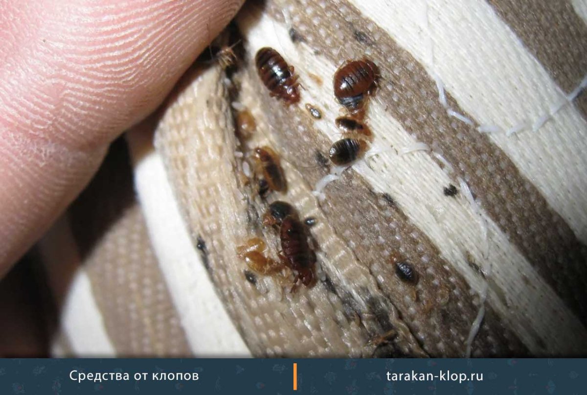 Как выглядят личинки земляных блох