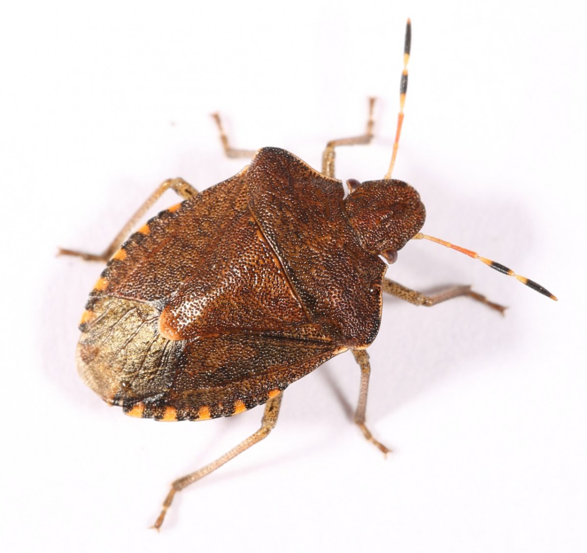 Постельный клоп личинка