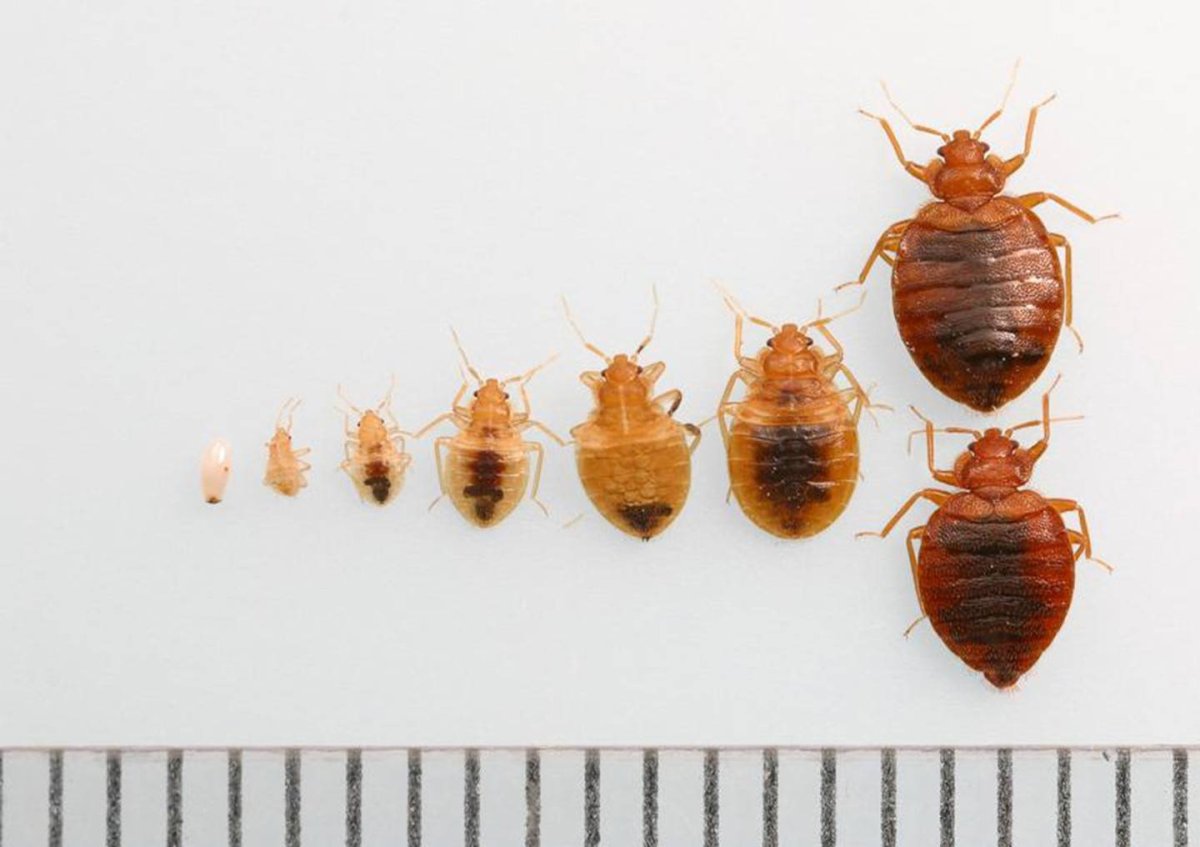 Жук клоп квартирный