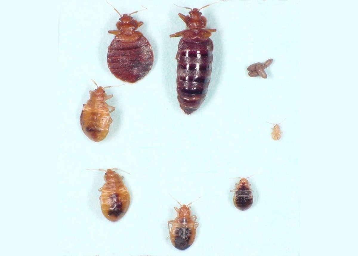 Постельный клоп Cimex lectulari