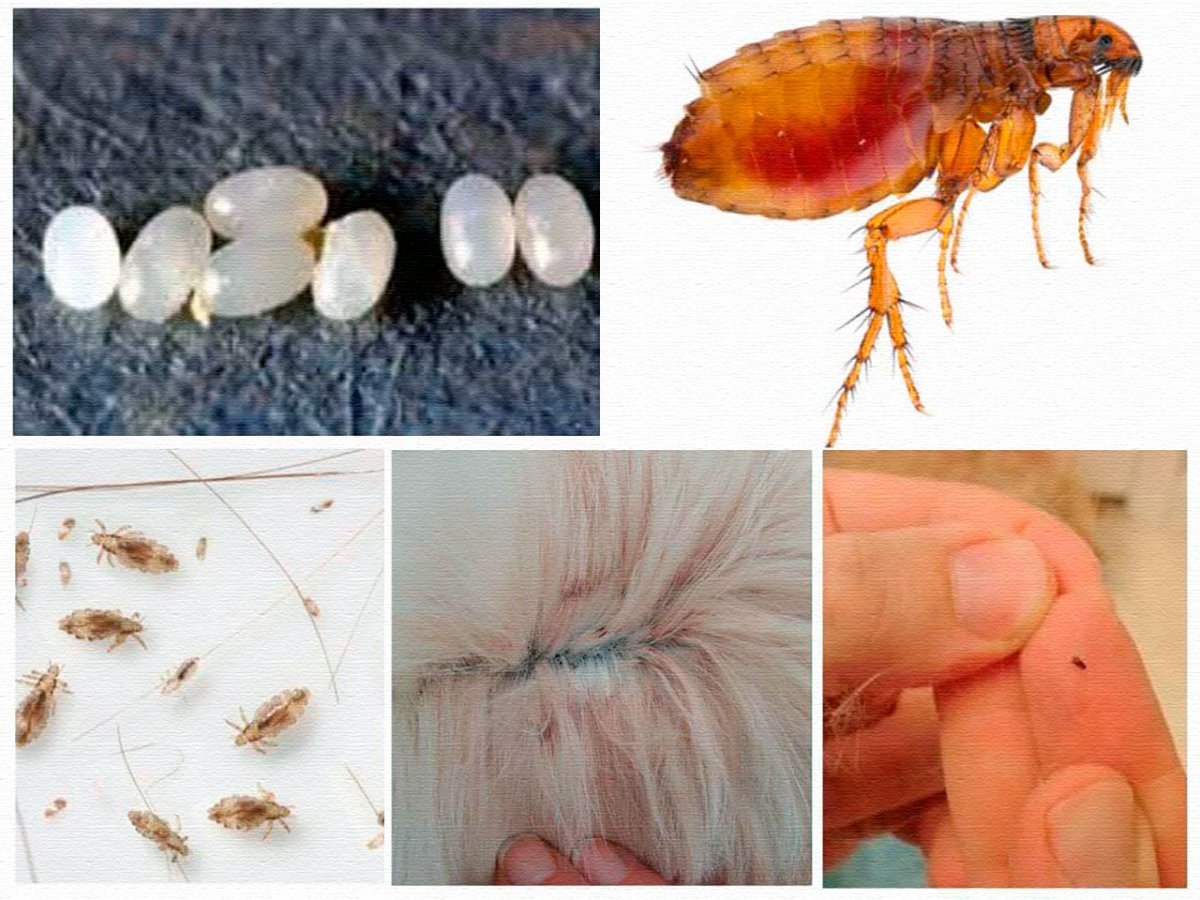 Кожеед постельный личинки