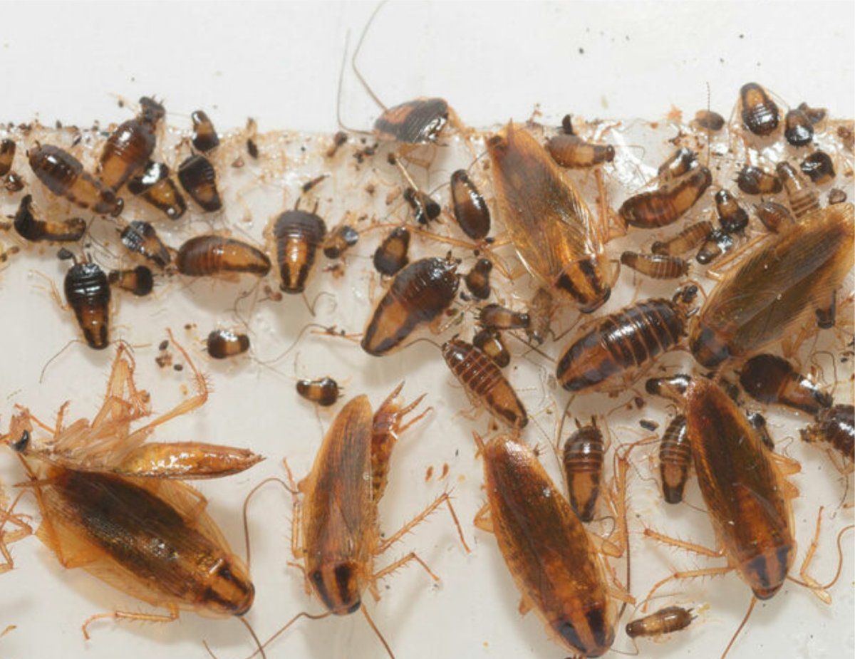 Красный постельный клоп