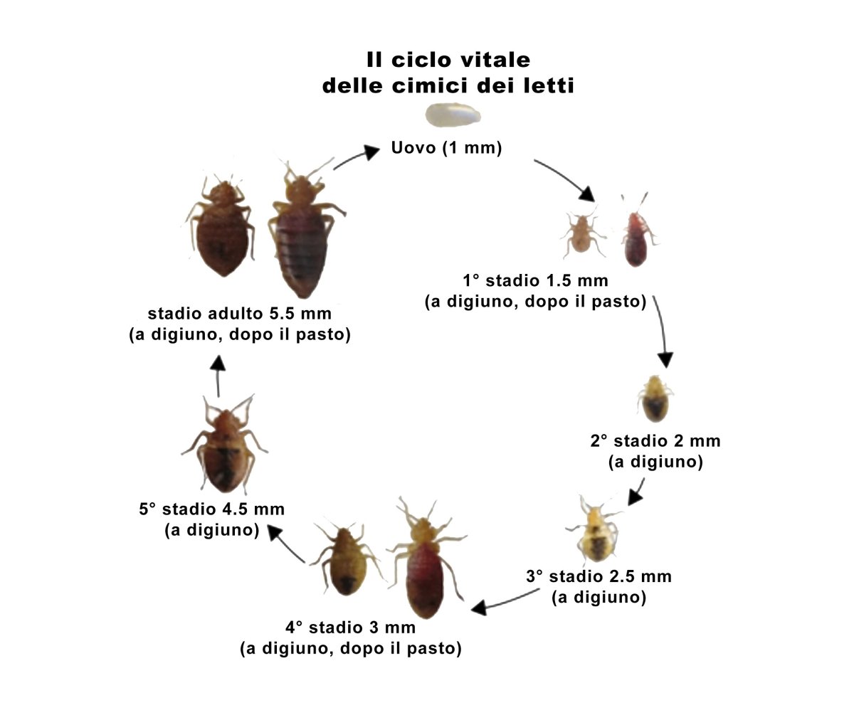 Хитиновые чешуйки клопов