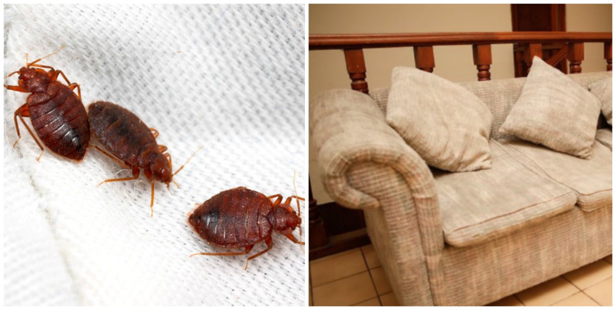 Полужесткокрылые постельный клоп