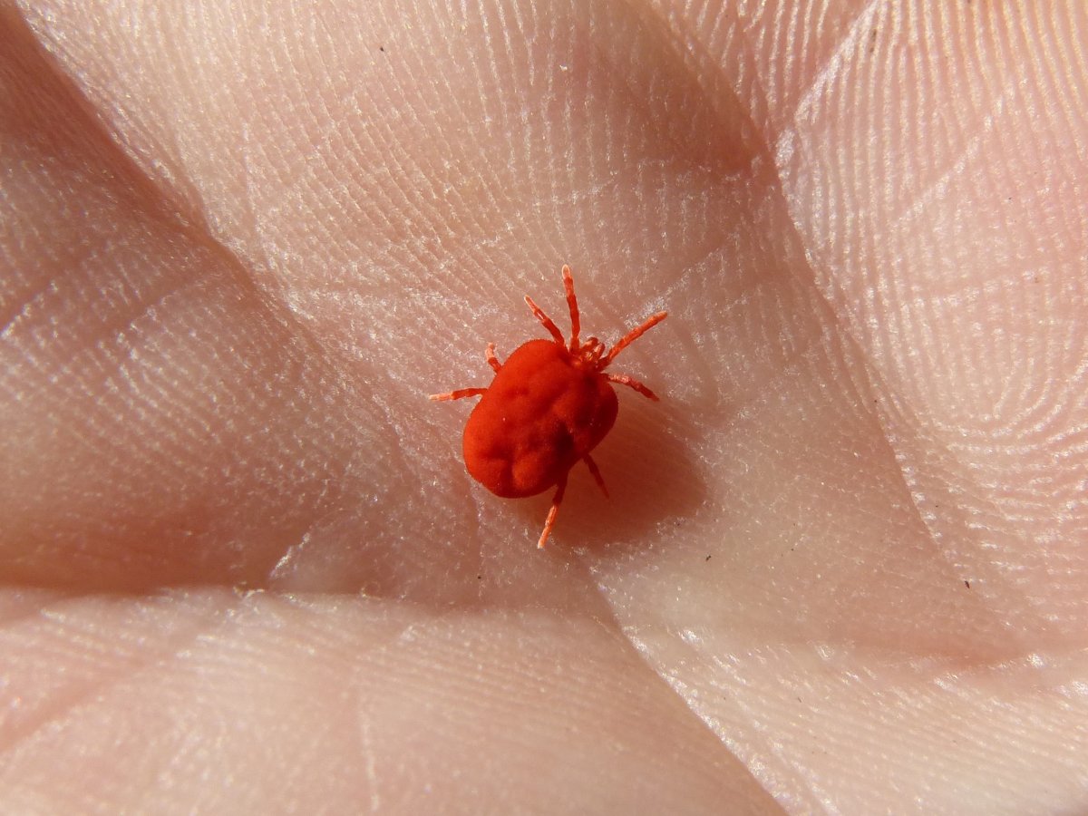 Постельный клоп (Cimex lectularius)