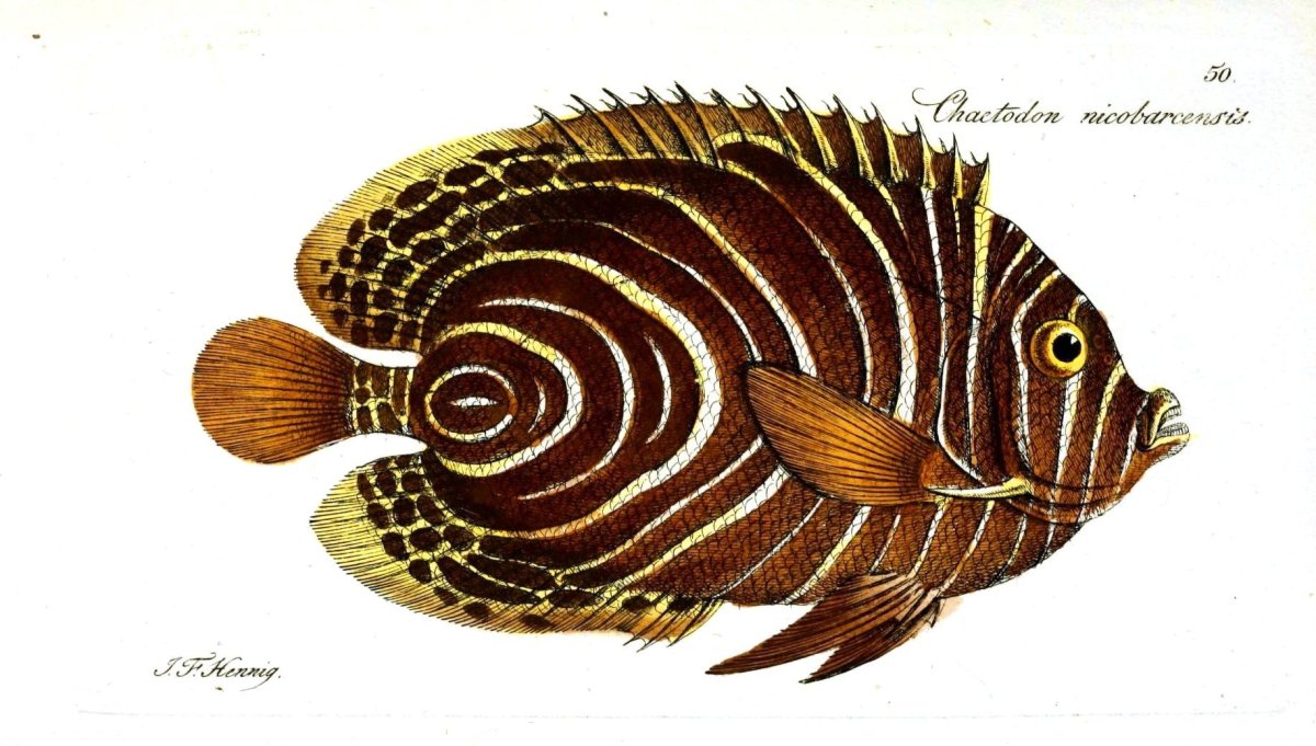 Коричневая рыба